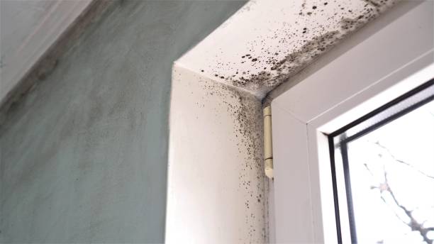 Best Mold Cleaning Services  in Warrensville Heights, OH