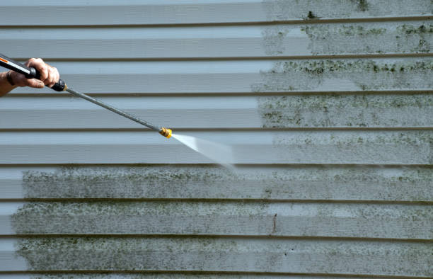 Best Black Mold Removal  in Warrensville Heights, OH