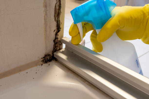 Best Fast Mold Removal  in Warrensville Heights, OH