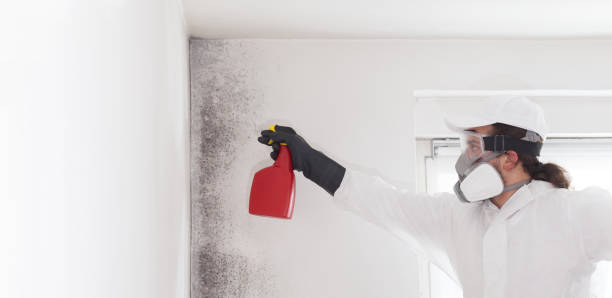 Best Professional Mold Removal  in Warrensville Heights, OH