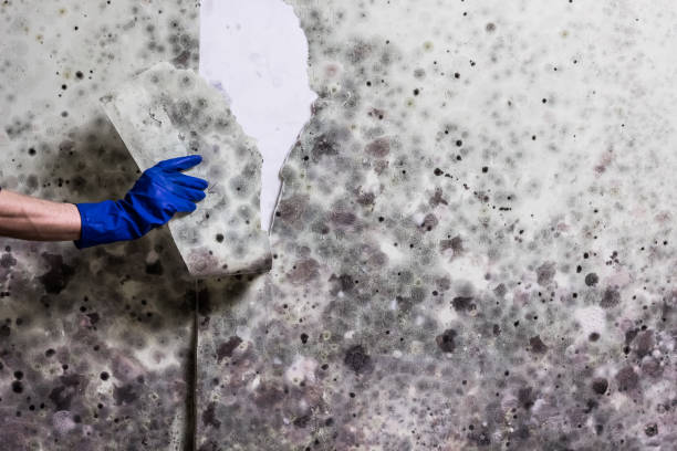 Best Attic Mold Removal  in Warrensville Heights, OH