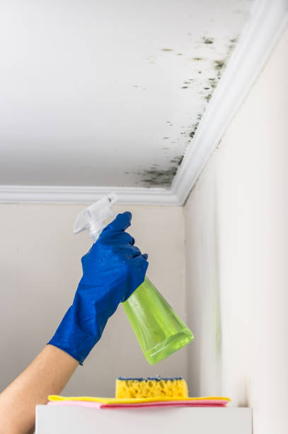 Best Mold Damage Repair  in Warrensville Heights, OH