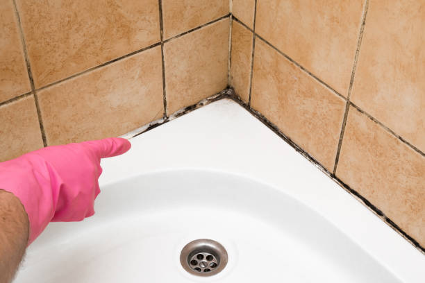 Best Local Mold Removal Service  in Warrensville Heights, OH